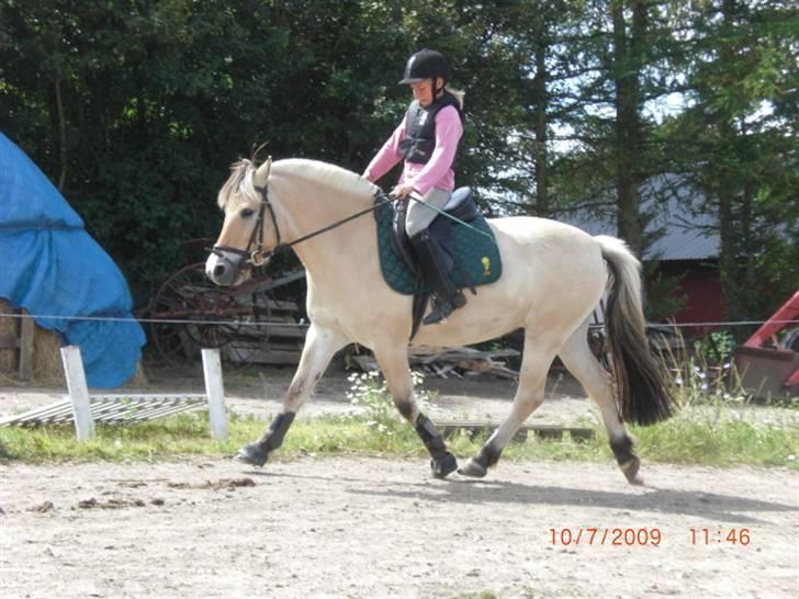 Fjordhest Loet Basland *mit alt<3* billede 4