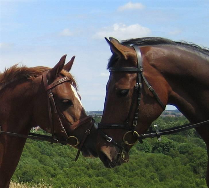 Holstener Carmen billede 11