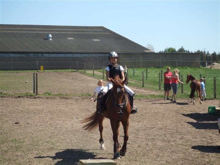 Welsh Partbred (Sec F) Playmate - Her venter vi til det bliver vores tur til at komme på banen og vise hvad vi kan´! xD billede 16