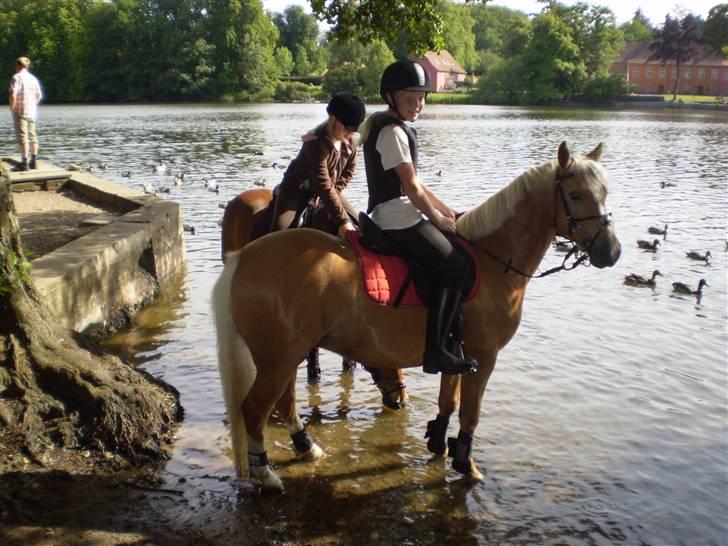 Palomino Søgårds Speedy - solgt - Tur til Langesøskoven 2009 billede 3