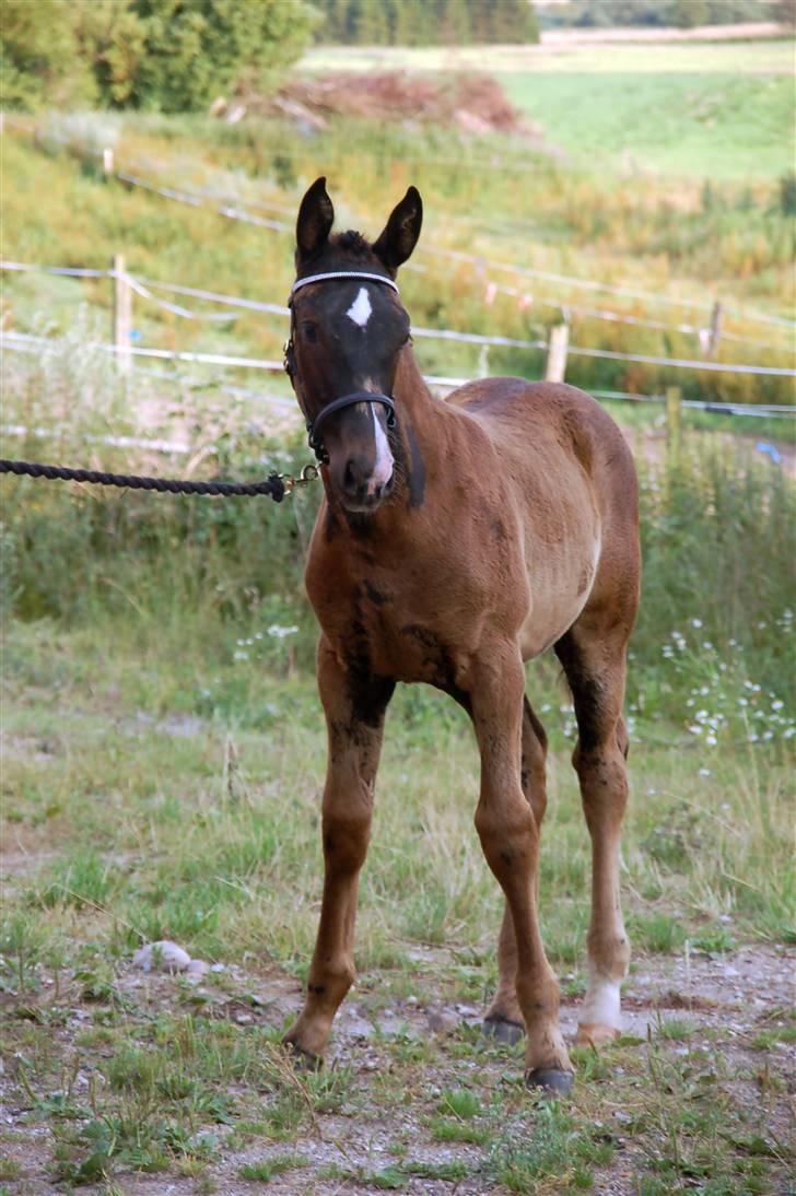 Oldenborg Ziggi - 15. juli 2009 billede 11