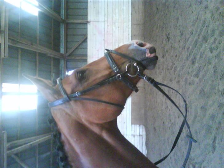 Dansk Varmblod Rosengaards Filicity billede 1