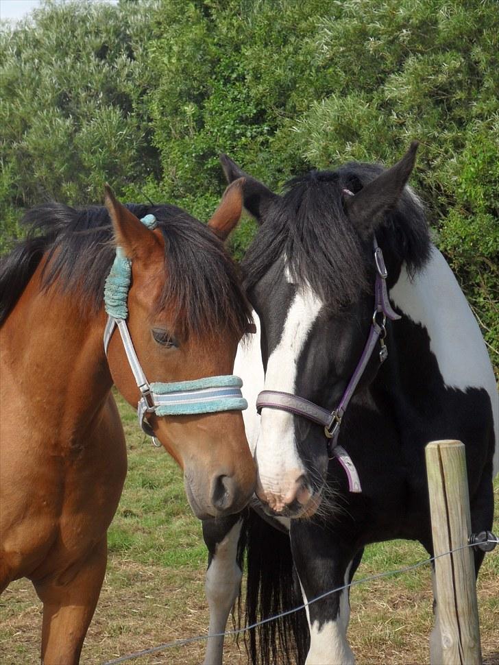 Anden særlig race Snoopy - Solgt&Savnet! <3 - 11) Filur, og mig.. billede 11