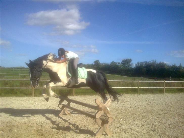 Anden særlig race Snoopy - Solgt&Savnet! <3 - 12) Sarah og Snoopy, springer.. billede 12