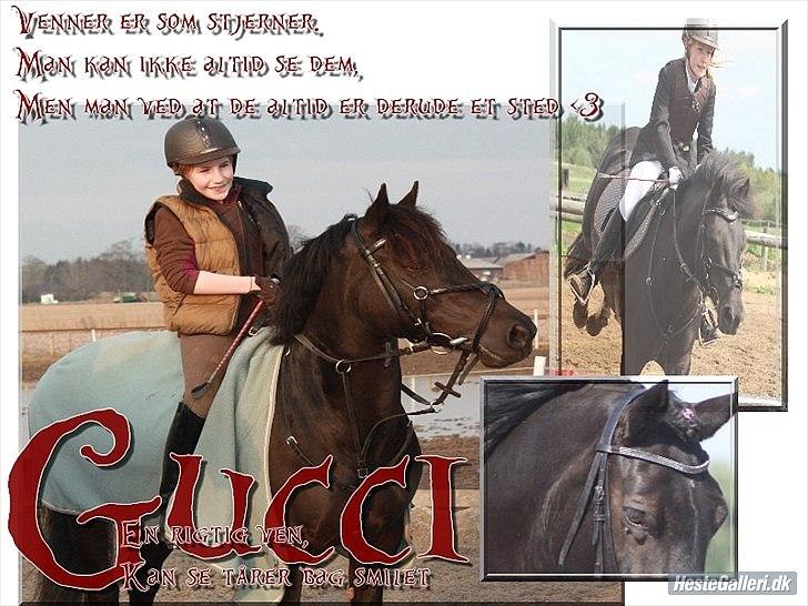 Anden særlig race Gucci R.I.P. HBP<3 - selvom vi havde mange kampe var du perfekt! det har været sved, blod og tåre, nu er det kun tåre!<3. billede 5