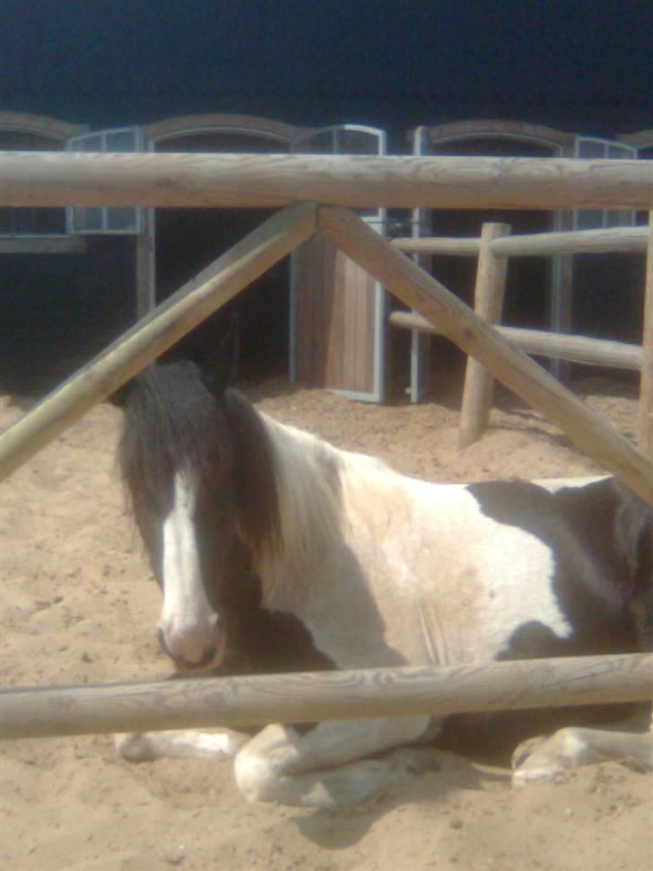 Anden særlig race Snoopy - Solgt&Savnet! <3 - 16) Jeg er træt.. billede 16