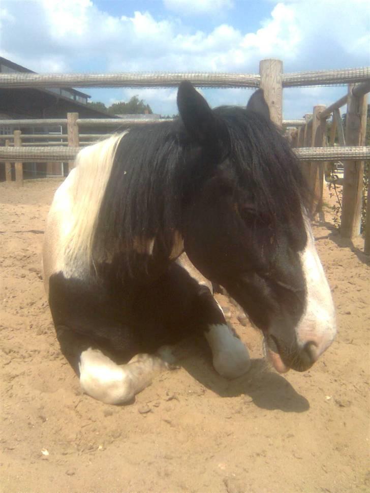 Anden særlig race Snoopy - Solgt&Savnet! <3 - 17)  billede 17