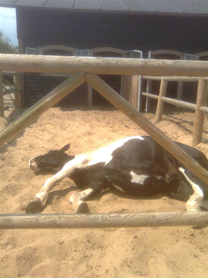 Anden særlig race Snoopy - Solgt&Savnet! <3 - 18) Nu vil jeg bare sove.. billede 18