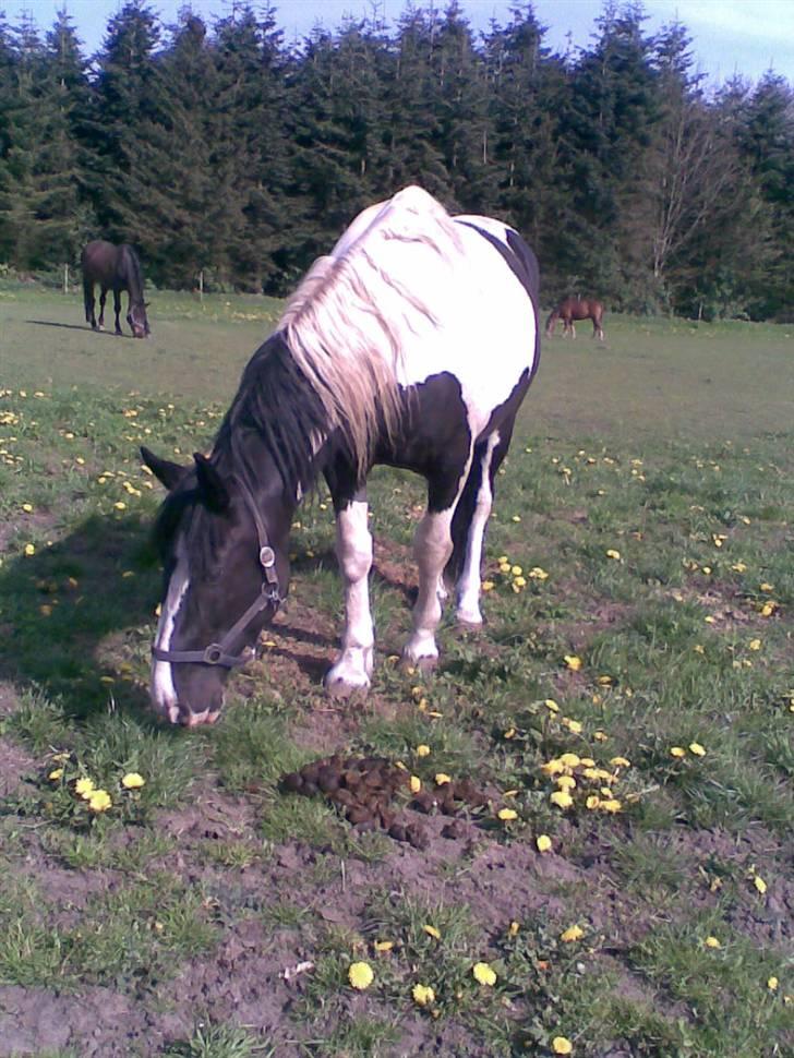 Anden særlig race Snoopy - Solgt&Savnet! <3 - 19) Jeg synes det lugter en smule..! billede 19