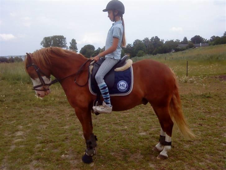Welsh Pony af Cob-type (sec C) Gribsvads Mikkel( R.I.P ) - Amalie og Mikkel dressur trænning d.6/7-09 billede 12