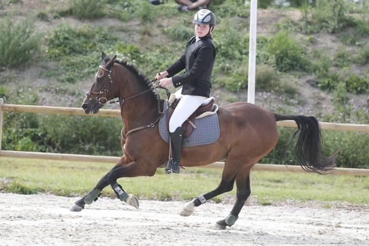 Anden særlig race Bongo A-pony! - middelfart m. dm (: billedet er købt af ridehesten billede 5