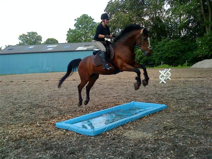 Anden særlig race Daisy Duke SOLGT - 09: Daisy og jeg "flyver" over vandgraven, som var meget farlig, sys hun :P haha... Fotograf: Sabina billede 9