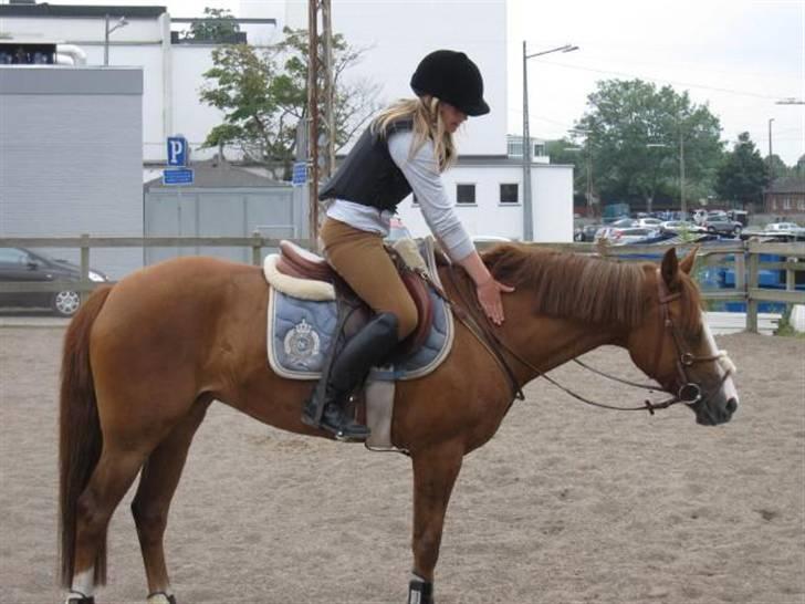 New Forest Taliena's Thamara *SOLGT* billede 15