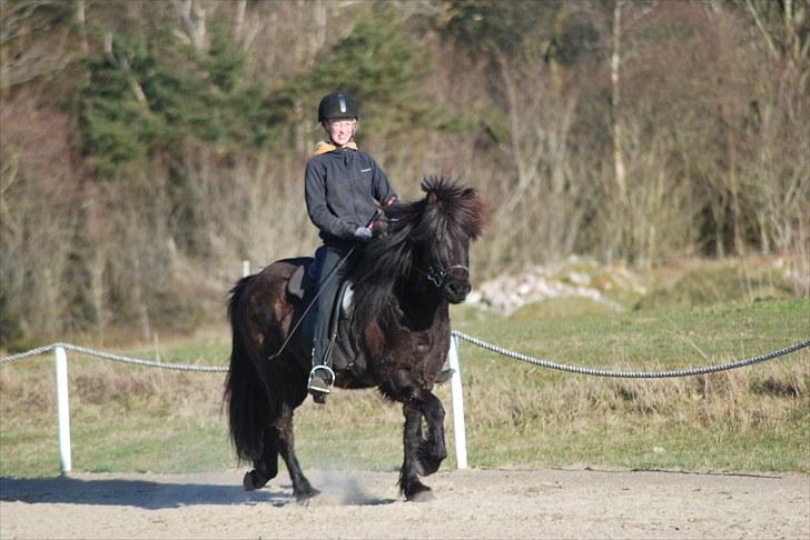 Islænder Kvásir Fra Hammelsvang *solgt* - Tölt første gang på ovalbane. Han manglede TOTALT krudt, så det arbejder vi hårdt på :D Foto af Louise d. 10 april 2010 billede 3