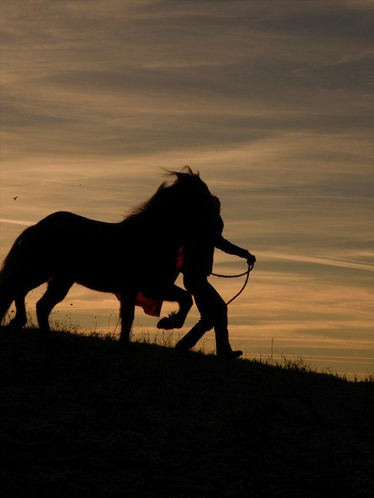 Islænder Kvásir Fra Hammelsvang *solgt* - *NYT* Dyrk lige dét løft xD Ned af bakke overdriver han vist liige lidt (: billede 4