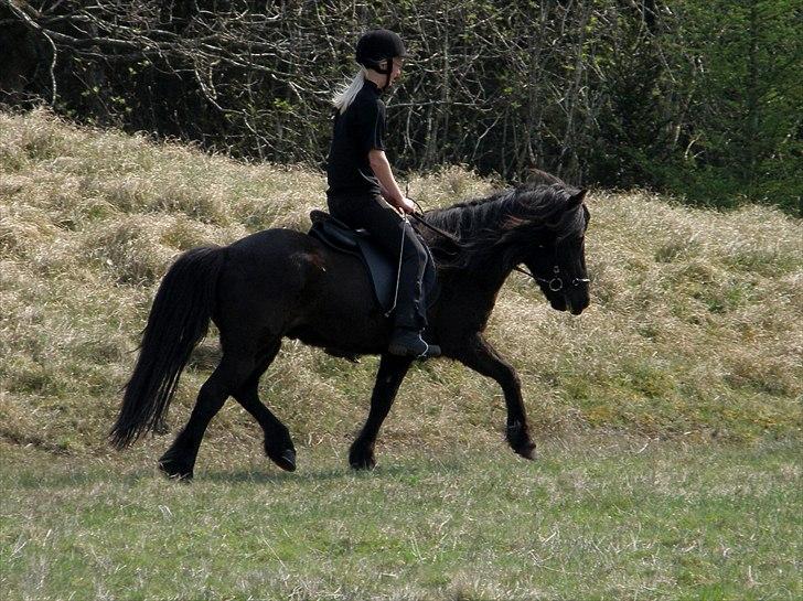 Islænder Kvásir Fra Hammelsvang *solgt* - 21april 2011 Foto: Vanddråbe-foto billede 5
