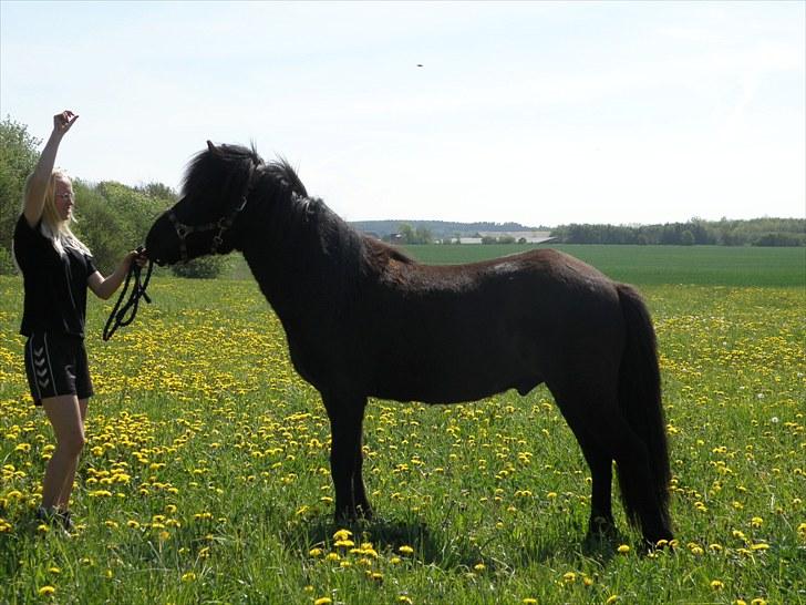 Islænder Kvásir Fra Hammelsvang *solgt* - Sådan ser han altså ud (: billede 6