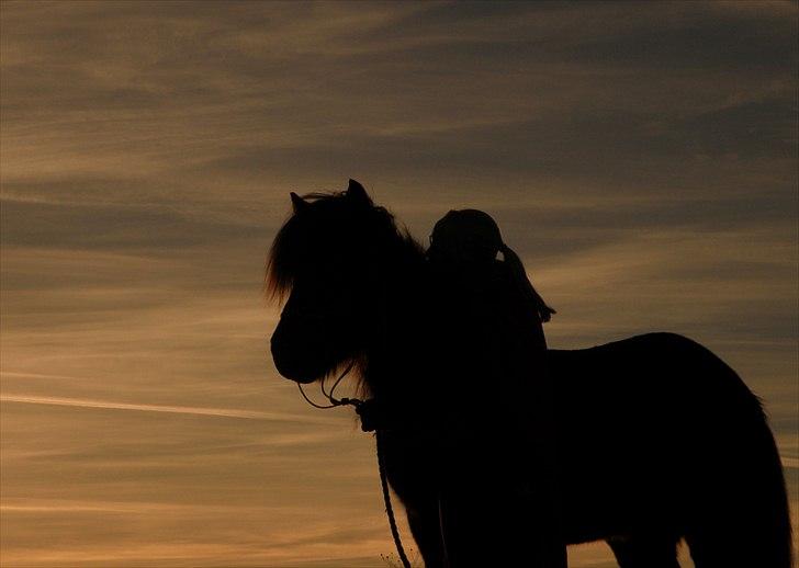 Islænder Kvásir Fra Hammelsvang *solgt* - *NYT* Kvásir og mig en oktober morgen ;D billede 8