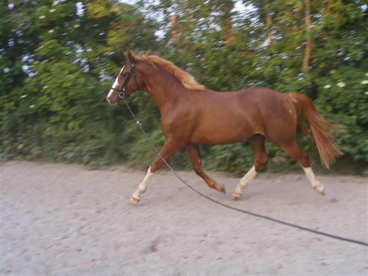 Hollandsk Varmblod Calvin - Calvin  billede 10