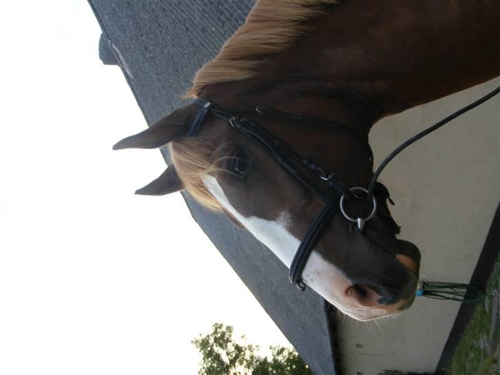 Hollandsk Varmblod Calvin - :D billede 11