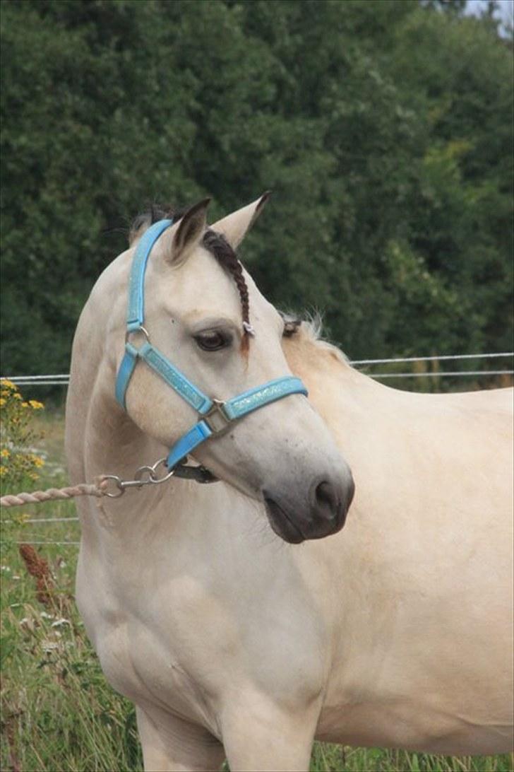 Anden særlig race Tougher - 2010)  Foto: Pernille Kirstine. billede 17