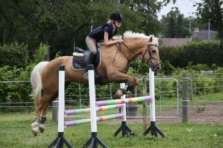 Connemara Engvejens Sunny *SOLGT*  - Vold sejt billede! Foto: Nina J. billede 1