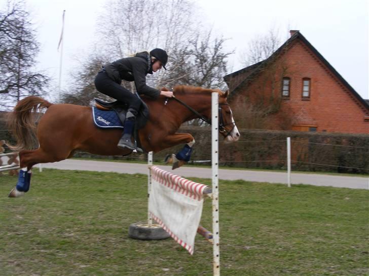 Hollandsk Sportspony Karaat - Spring på Karaaten billede 18