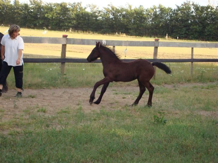 Frieser Elske  :) - fart på. (6-7-09) billede 11