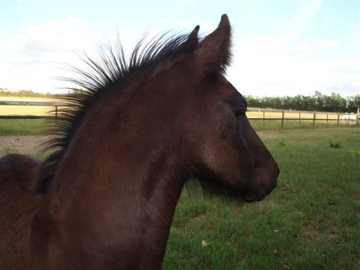 Frieser Elske  :) billede 12