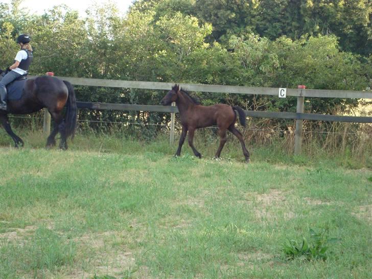 Frieser Elske  :) - 6-7-09  billede 13