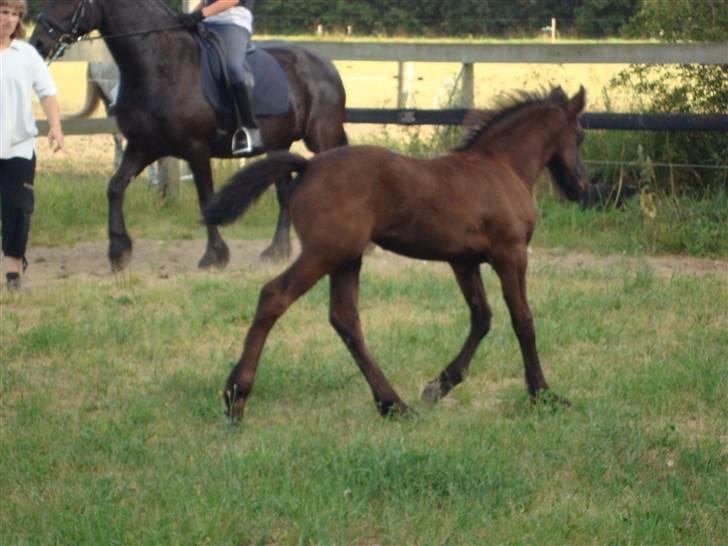 Frieser Elske  :) - det er godt nok bøvler løbe efter min mor hele tiden billede 14