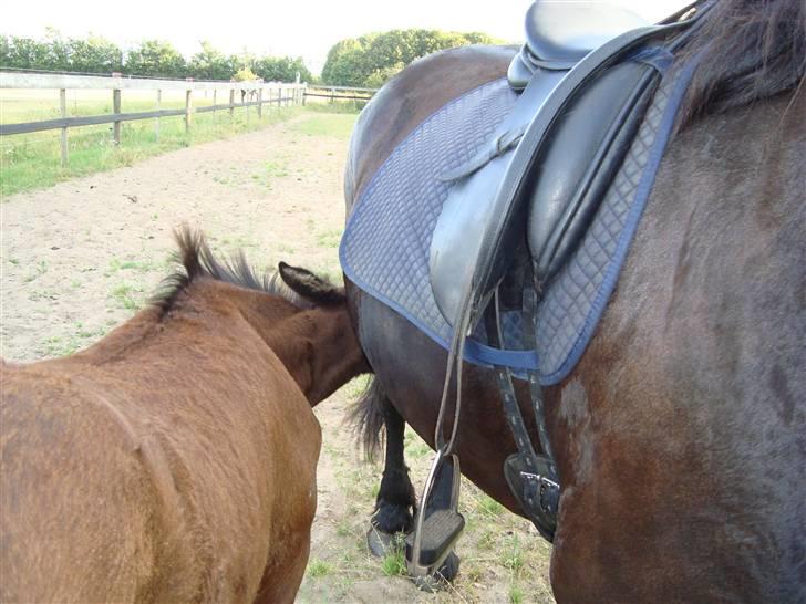 Frieser Elske  :) - Så stå mor endlig stille ,så jeg kan drikke lidt. billede 15