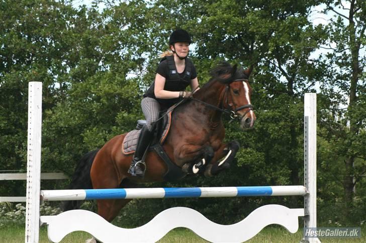 Welsh Cob (sec D) Lindbergs Fashion *SOLGT* - Springkursus med Jesper Lund Christensen:) 2009 billede 15