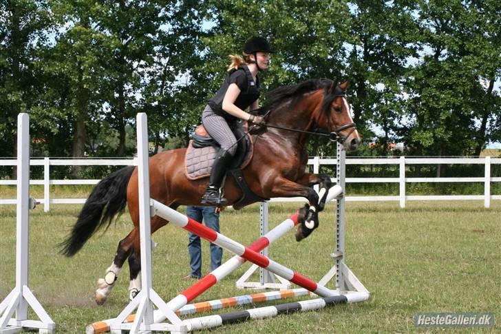 Welsh Cob (sec D) Lindbergs Fashion *SOLGT* - Springkursus med Jesper Lund Christensen:) 2009 billede 16