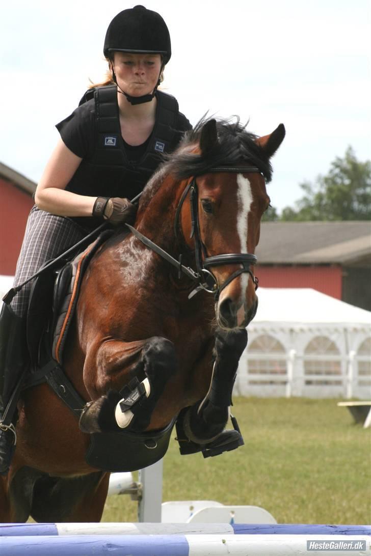 Welsh Cob (sec D) Lindbergs Fashion *SOLGT* - Springkursus med Jesper Lund Christensen:) 2009 billede 17