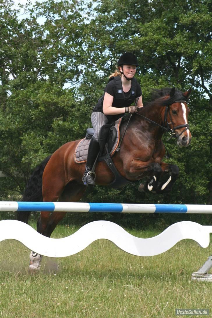 Welsh Cob (sec D) Lindbergs Fashion *SOLGT* - Springkursus med Jesper Lund Christensen:) 2009 billede 18