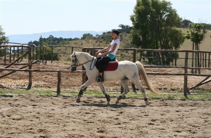 Welsh Pony (sec B) korreborgs nicholai  - mig og taura på sicilien :)  billede 20