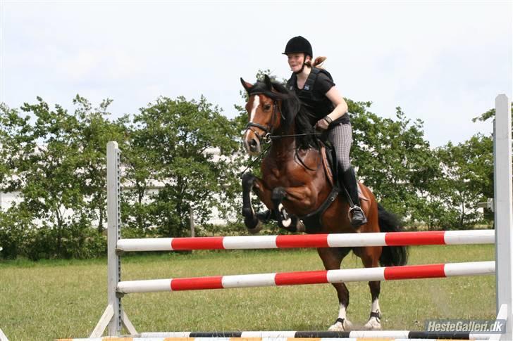 Welsh Cob (sec D) Lindbergs Fashion *SOLGT* - Springkursus med Jesper Lund Christensen:) 2009 billede 19