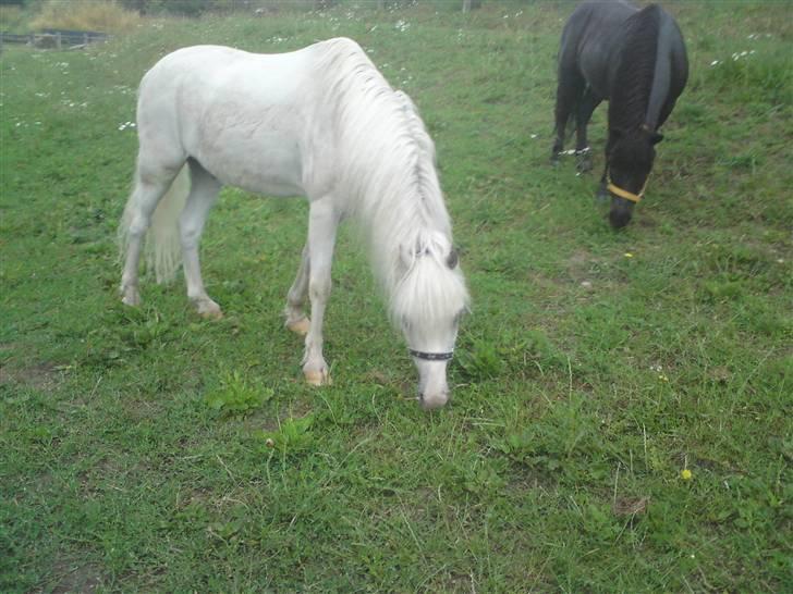 Welsh Mountain (sec A) Speedy (AFLIVET) billede 14