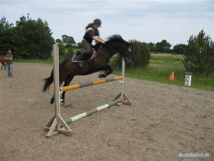 Connemara Bobby Af Boest-Nørregaard - Bobby og hans part Bell<3 xD billede 15