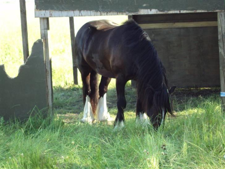 Tinker Albert  billede 5