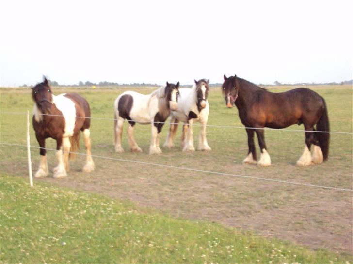 Tinker Albert  - tinker time billede 6