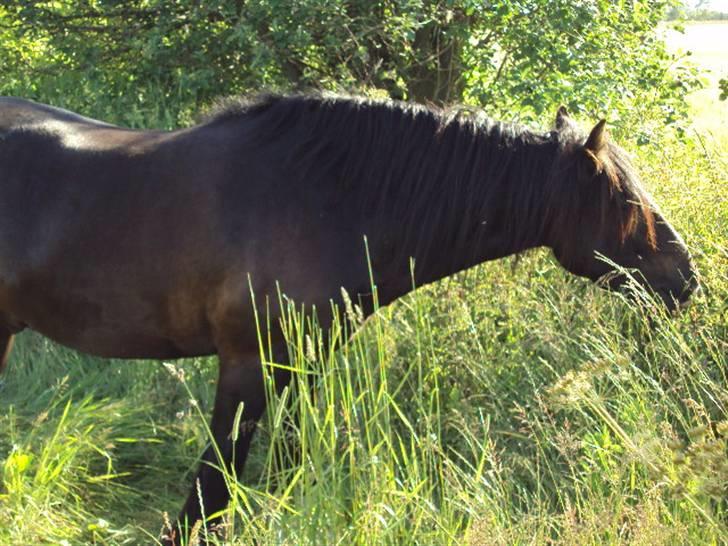 Tinker Albert  - kan halsen ikke blive længere??? billede 7