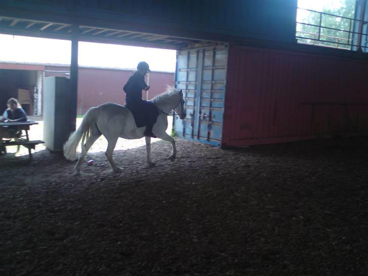 Anden særlig race Lurifax <3 "  AFLIVET" - rider galop uden hænder  og uden stigebøjler taget af jannie.k billede 9