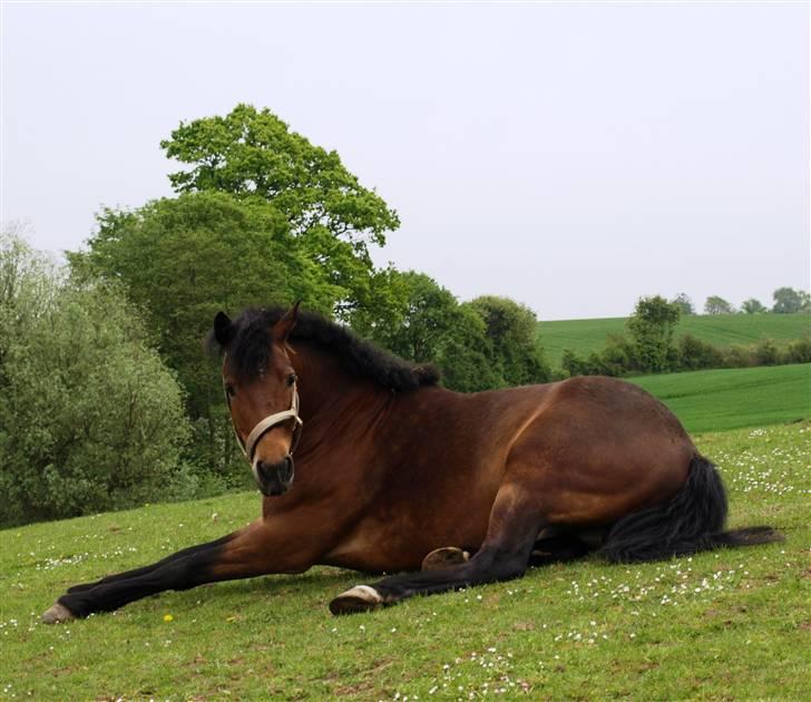 New Forest OM's Tornado - Lille banditten ;) <3 billede 3