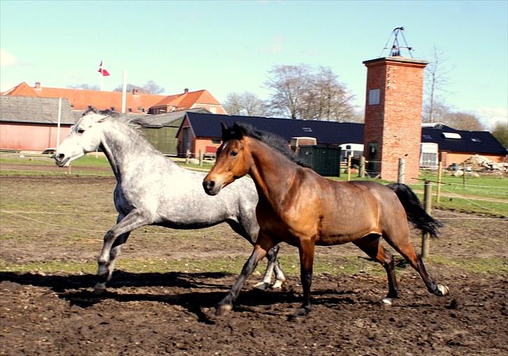 New Forest OM's Tornado - Tuni og Lanett er vilde på fold :D billede 4