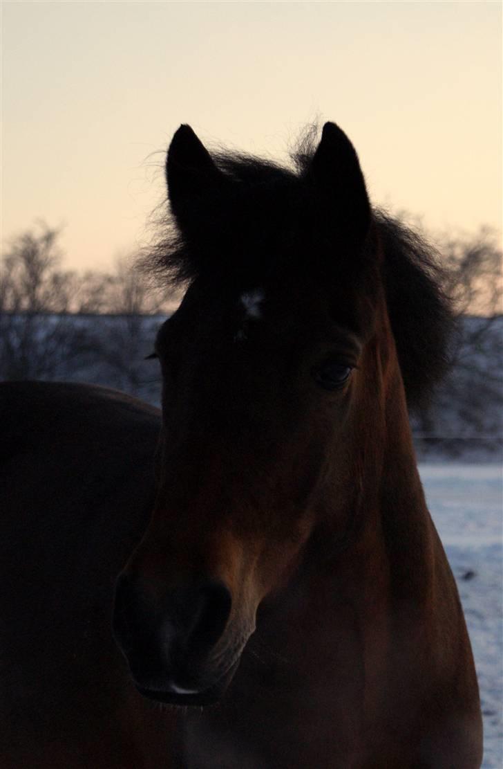 New Forest OM's Tornado - Min egen smukke Tornado ;i <3 billede 6