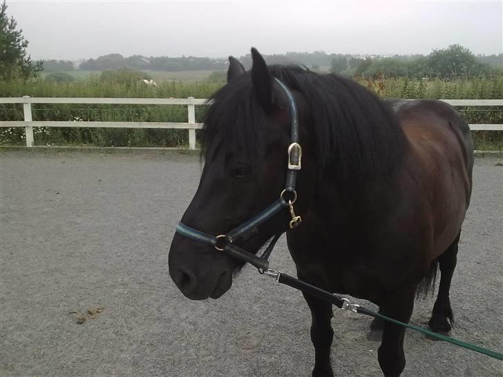 Welsh Cob (sec D) Milo billede 8