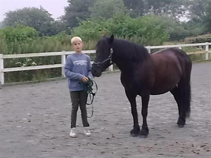 Welsh Cob (sec D) Milo billede 10