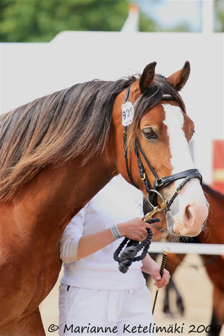 Welsh Cob (sec D) Slæggerups Amazing Sunris billede 17